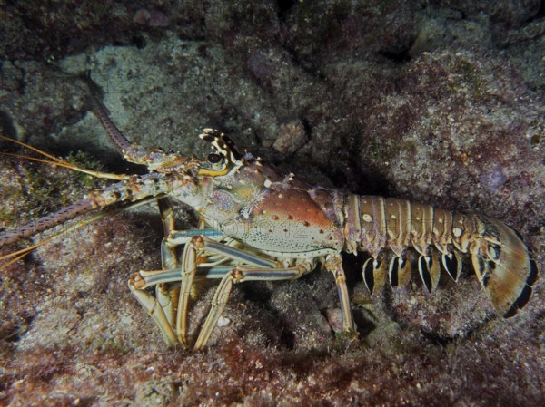 Caribbean langoustine (Panulirus argus) on rocky ground in the sea reef. Dive site John Pennekamp Coral Reef State Park, Key Largo, Florida Keys, Florida, USA
