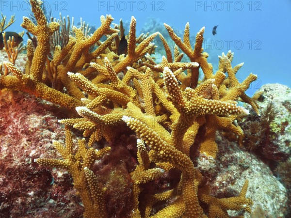 Staghorn coral (Acropora cervicornis) on a rock in clear sea water. Dive site John Pennekamp Coral Reef State Park, Key Largo, Florida Keys, Florida, USA