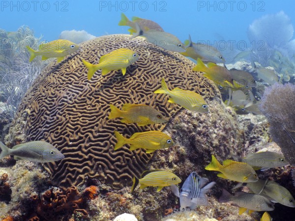 Bright fish swim around large brain coral (Diploria labyrinthiformis) in the blue water of a reef. Dive site John Pennekamp Coral Reef State Park, Key Largo, Florida Keys, Florida, USA