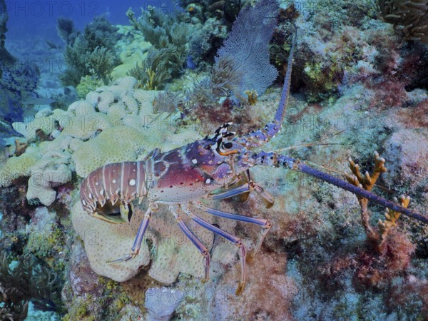 Colourful Caribbean langoustine (Panulirus argus) crawls on corals in the clear water of the reef. Dive site John Pennekamp Coral Reef State Park, Key Largo, Florida Keys, Florida, USA