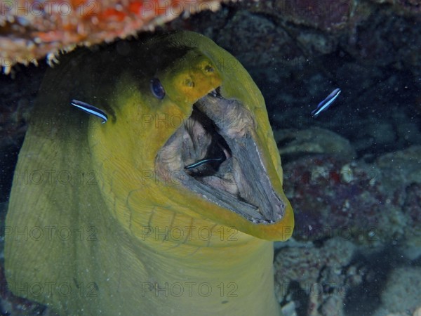 Green moray (Gymnothorax funebris) with open mouth being groomed by cleaner wrasse. Dive site John Pennekamp Coral Reef State Park, Key Largo, Florida Keys, Florida, USA