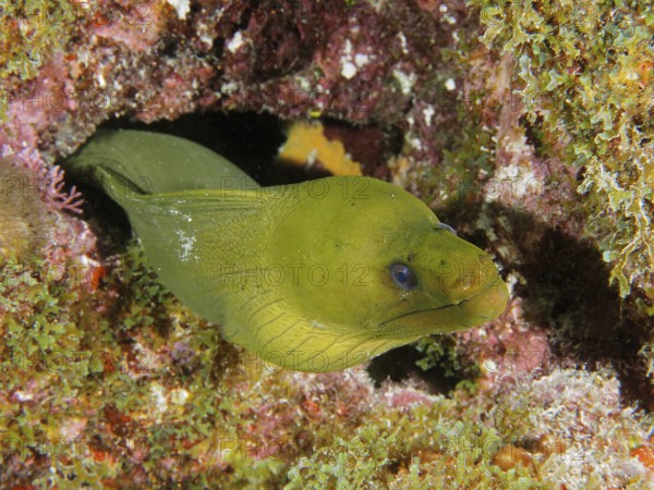 Green moray (Gymnothorax funebris) looks out of a cave in the reef. Dive site John Pennekamp Coral Reef State Park, Key Largo, Florida Keys, Florida, USA