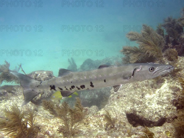 A Great barracuda (Sphyraena barracuda) swims in clear turquoise water above a reef. Dive site John Pennekamp Coral Reef State Park, Key Largo, Florida Keys, Florida, USA