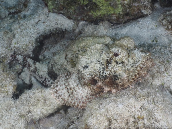 A feathered scorpionfish (Scorpaena grandicornis) lies camouflaged in the sandy seabed and is difficult to recognise. Dive site John Pennekamp Coral Reef State Park, Key Largo, Florida Keys, Florida, USA