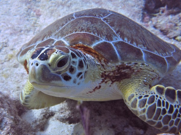 Close-up of a Hawksbill sea turtle (Eretmochelys imbricata imbricata) . Dive site John Pennekamp Coral Reef State Park, Key Largo, Florida Keys, Florida, USA
