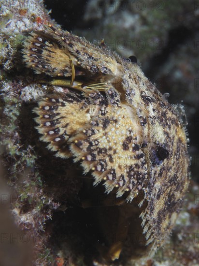 Well camouflaged American bear crab (Scyllarus americanus) with a structured pattern on a rocky bottom. Dive site John Pennekamp Coral Reef State Park, Key Largo, Florida Keys, Florida, USA