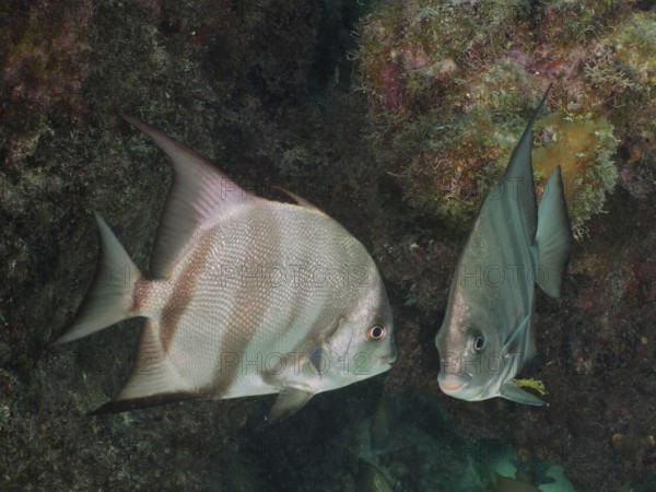 Two fish, Atlantic spadefish (Chaetodipterus faber), swimming close to each other, surrounded by rocks. Dive site John Pennekamp Coral Reef State Park, Key Largo, Florida Keys, Florida, USA