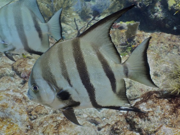 Fish with a distinctive stripe pattern and large fins, Atlantic spadefish (Chaetodipterus faber) . Dive site John Pennekamp Coral Reef State Park, Key Largo, Florida Keys, Florida, USA