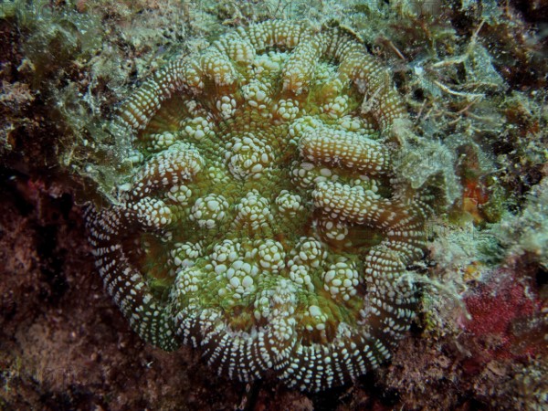 Green coral with a detailed pattern, Atlantic mushroom coral (Scolymia lacera), on the seabed. Dive site Nursery, Pompano Beach, Florida, USA