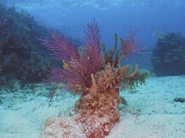 Colourful American gorgonian (Antillogorgia americana) on a sandy seabed under blue water. Dive site John Pennekamp Coral Reef State Park, Key Largo, Florida Keys, Florida, USA