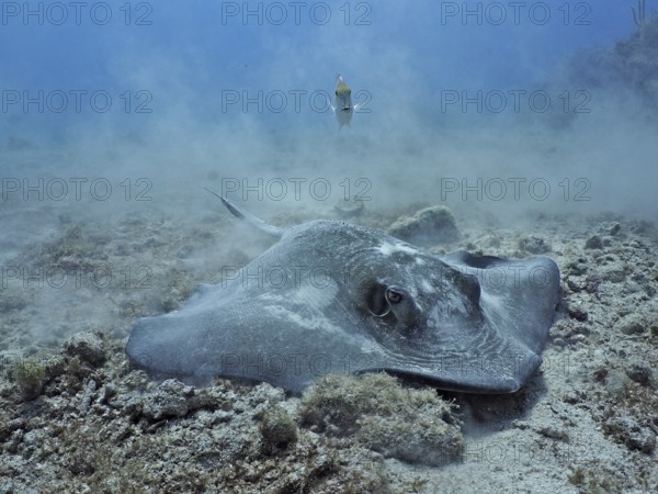Stingray, Southern Stingray (Hypanus americanus), searching for food on the sandy seabed. Dive site John Pennekamp Coral Reef State Park, Key Largo, Florida Keys, Florida, USA