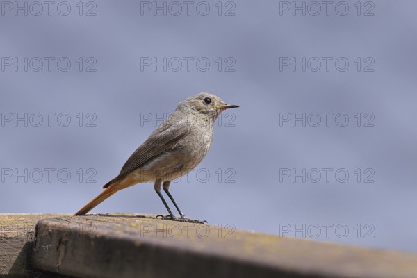 Black redstart (Phoenicurus ochruros), on a balcony, Wilnsdorf, North Rhine-Westphalia, Germany