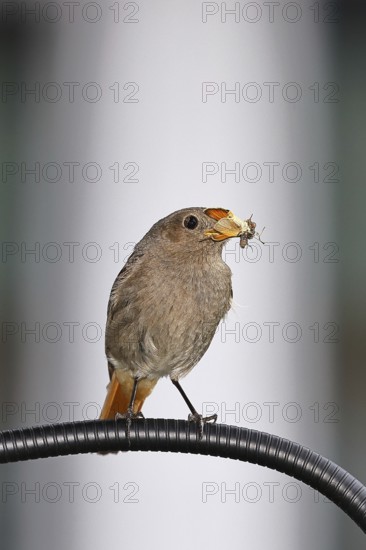 Redstart (Phoenicurus ochruros), with a butterfly as prey in its beak on a balcony, Wilnsdorf, North Rhine-Westphalia, Germany