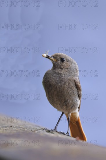 Black redstart (Phoenicurus ochruros), with a spider as prey in its beak on a balcony, Wilnsdorf, North Rhine-Westphalia, Germany