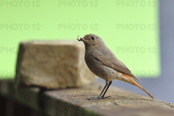 Black redstart (Phoenicurus ochruros), with a spider as prey in its beak on a balcony, Wilnsdorf, North Rhine-Westphalia, Germany
