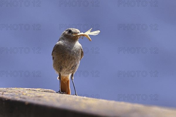 Black redstart (Phoenicurus ochruros), with a grasshopper as prey in its beak on a balcony, Wilnsdorf, North Rhine-Westphalia, Germany