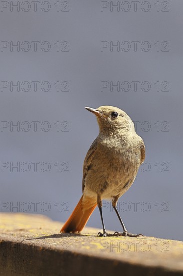 Black redstart (Phoenicurus ochruros), on a balcony, Wilnsdorf, North Rhine-Westphalia, Germany