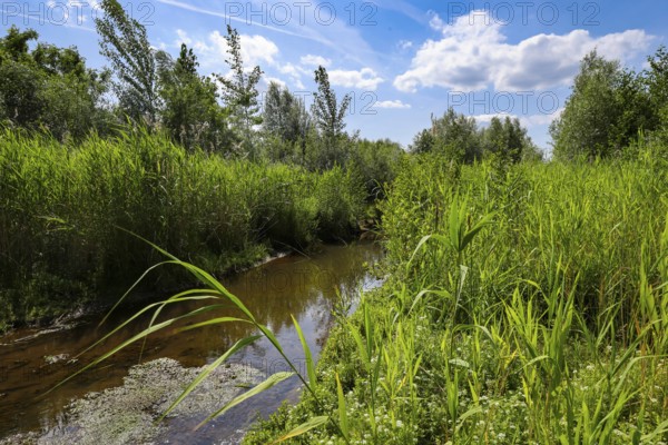 Bottrop, North Rhine-Westphalia, Germany - Renaturalised Boye, the tributary of the Emscher, was transformed into a near-natural watercourse, flood protection through newly designed flooding areas, the Boye is now free of sewage after the construction of a parallel sewer, is part of the Emscher river system and thus part of the Emscher conversion, was previously an open, above-ground wastewater channel, mixed water channel with surface water and wastewater