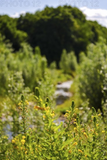 Bottrop, North Rhine-Westphalia, Germany - Renaturalised Boye, the tributary of the Emscher, has been transformed into a near-natural watercourse, flood protection through newly designed flooding areas, the Boye is now free of sewage after the construction of a parallel sewer, is part of the Emscher river system and thus part of the Emscher conversion, was previously an open, above-ground wastewater channel, mixed water channel with surface water and wastewater. Yellow-flowering evening primroses in front
