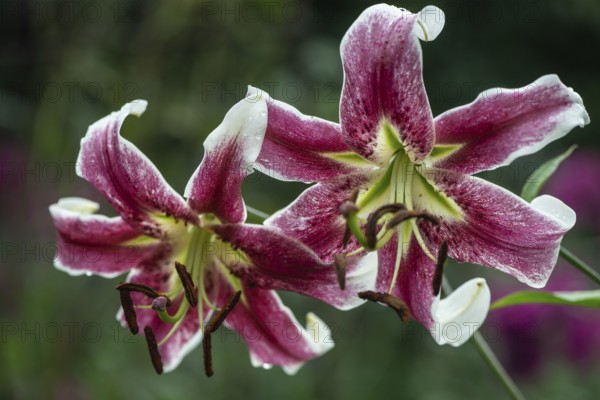 Lily flowers (Lilium Erfordia), Oriental hybrid, Emsland, Lower Saxony, Germany