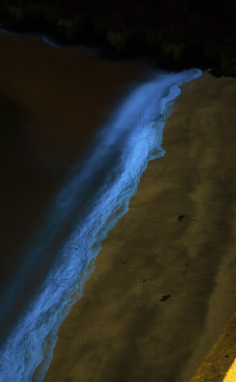 Sea light, caused by accumulations of microorganisms, marine luminescence (Noctiluca scintillans, Noctiluca miliaris), dinoflagellate, Noctilucaceae, light phenomenon, sea, bioluminescence, blue glowing waves wash around a dark sandy beach, phenomenon, mystical, natural spectacle, mysterious, will-o'-the-wisp, algae, algae, night, night shot, summer, long exposure, experience, nature experience, natural phenomenon, fascinating, island dune, Hegoland, Schleswig-Holstein, North Sea, Germany