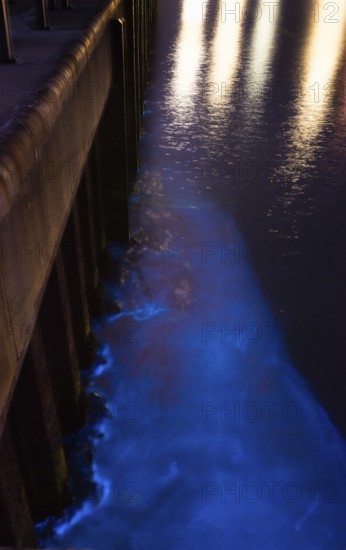 Sea glow, blue glowing water on sheet pile wall at night with light reflection, caused by microorganisms, marine luminescent animals (Noctiluca scintillans, Noctiluca miliaris), dinoflagellate, Noctilucaceae, light phenomenon, sea, bioluminescence, phenomenon, mystical, natural spectacle, mysterious, algae, algae, night, night shot, summer, long exposure, experience, nature experience, natural phenomenon, fascinating, harbour of the island dune, Hegoland, Schleswig-Holstein, North Sea, Germany