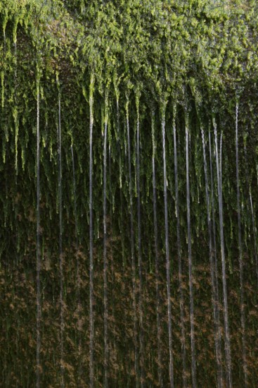 Water flowing over moss on a rock, Alabaster Coast, Seine-Maritime, Haute-Normandie, France