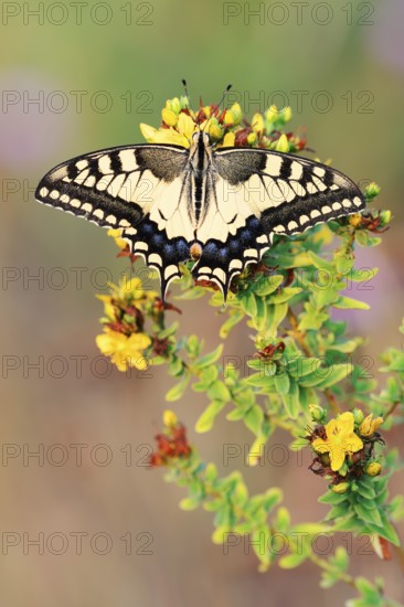 Swallowtail (Papilio machaon), North Rhine-Westphalia, Germany