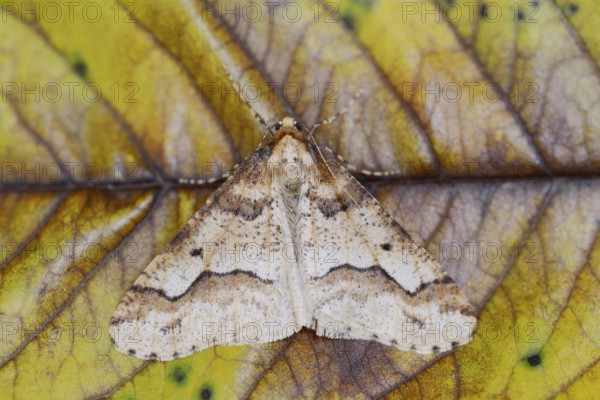 Mottled Umber (Erannis defoliaria), male, North Rhine-Westphalia, Germany
