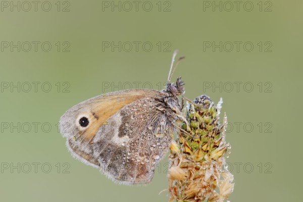 Small heath or small hay butterfly (Coenonympha pamphilus) with dewdrops, North Rhine-Westphalia, Germany