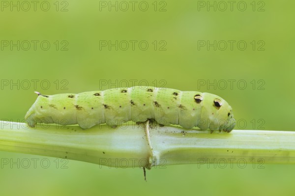 Elephant hawk-moth (Deilephila elpenor), caterpillar, North Rhine-Westphalia, Germany
