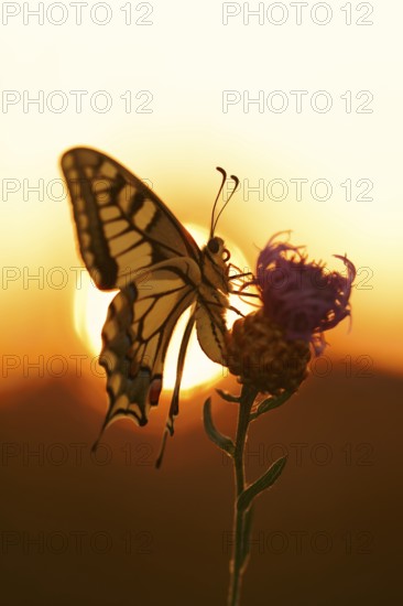 Swallowtail (Papilio machaon) at sunrise, North Rhine-Westphalia, Germany