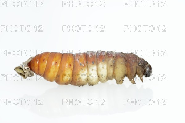 Tree of God moth or Ailanthus moth (Samia cynthia), caterpillar in pupation, against a white background, captive, native to Asia