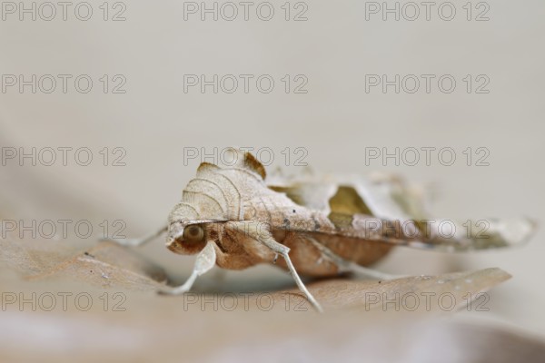Agate owl or mangol owl (Phlogophora meticulosa), North Rhine-Westphalia, Germany