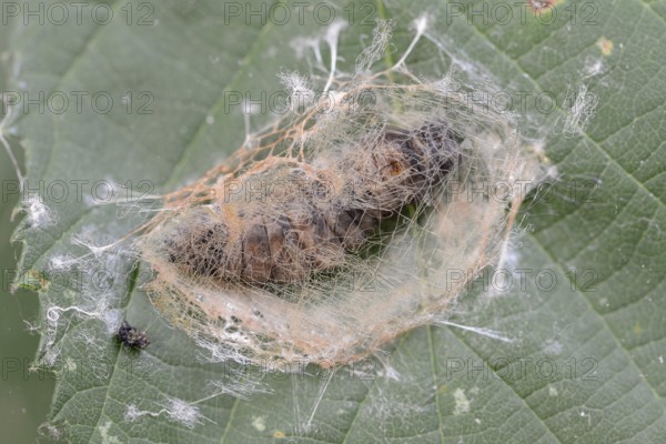 Rose owl (Thyatira batis), caterpillar pupating, North Rhine-Westphalia, Germany