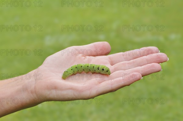 Elephant hawk-moth (Deilephila elpenor), caterpillar on the hand of a woman, North Rhine-Westphalia, Germany