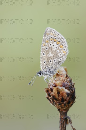 Hauhechel blue (Polyommatus icarus), female, North Rhine-Westphalia, Germany