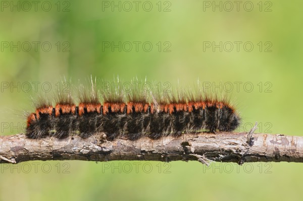 Blackberry moth (Macrothylacia rubi), caterpillar, North Rhine-Westphalia, Germany
