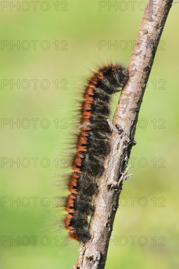 Blackberry moth (Macrothylacia rubi), caterpillar, North Rhine-Westphalia, Germany