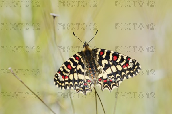 Spanish Festoon or Western Festoon (Zerynthia rumina), Algarve, Portugal