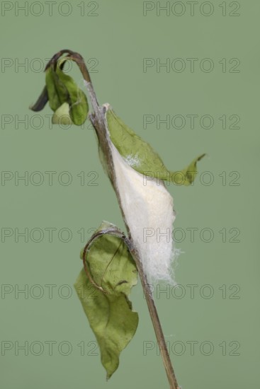 Tree of God moth or Ailanthus moth (Samia cynthia), cocoon, captive, native to Asia