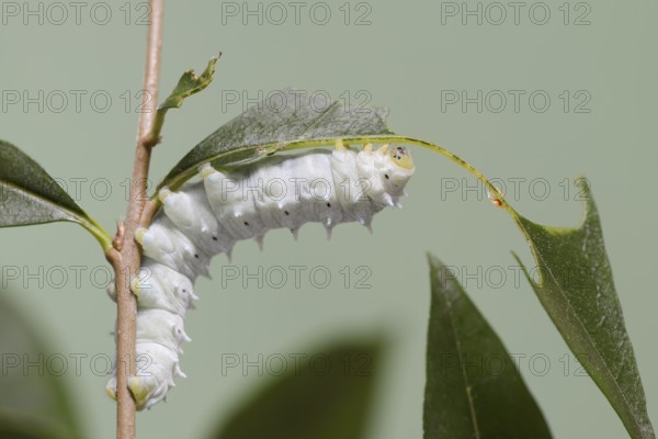 Tree of God moth or Ailanthus moth (Samia cynthia), feeding caterpillar, captive, native to Asia