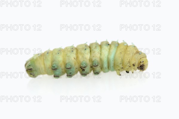 Tree of God moth or Ailanthus moth (Samia cynthia), caterpillar shortly in front of pupation, against a white background, captive, native to Asia