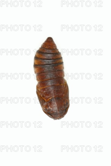 Tree of God moth or Ailanthus moth (Samia cynthia), pupa against a white background, captive, native to Asia