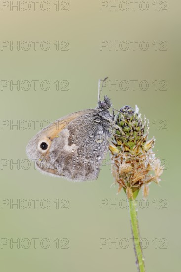 Small heath or small hay butterfly (Coenonympha pamphilus) with dewdrops, North Rhine-Westphalia, Germany