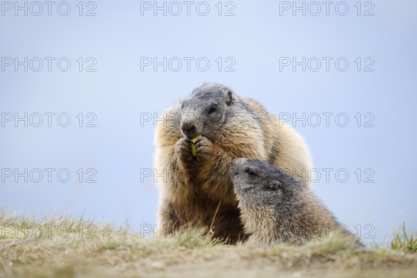 Alpine marmot (Marmota marmota), Hohe Tauern National Park, Austria