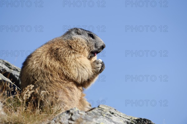 Alpine marmot (Marmota marmota), sitting and eating on a rock, Hohe Tauern National Park, Austria
