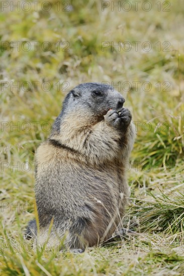 Alpine marmot (Marmota marmota), feeding, Hohe Tauern National Park, Austria