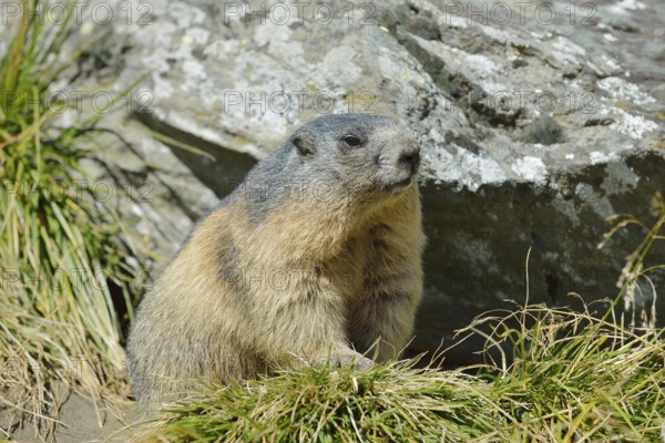 Alpine marmot (Marmota marmota) sitting on a burrow, Hohe Tauern National Park, Austria