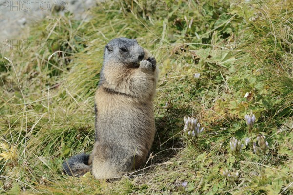 Alpine marmot (Marmota marmota), feeding, Hohe Tauern National Park, Austria
